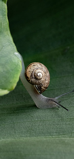 Escargot