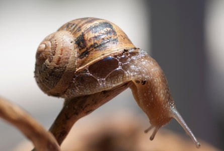 Composition de la bave d'escargot