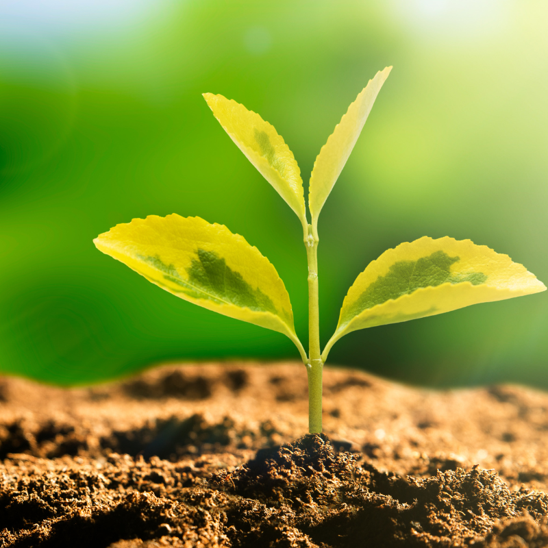 respect de l'environnement