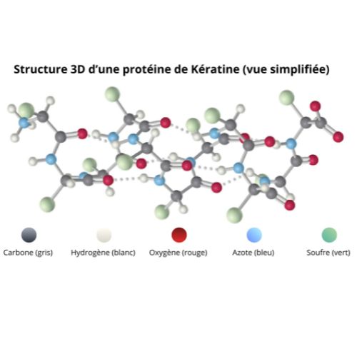 structure de la protéine de kératine