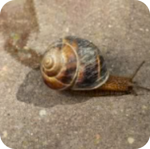 Le mucus de reptation