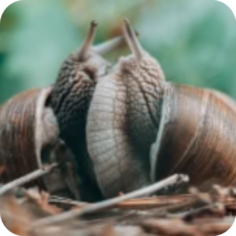 Le mucus de reproduction