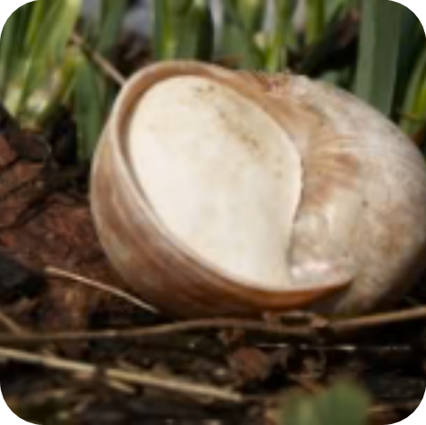 Le mucus de l'épiphragme