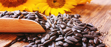 Serum perfection graine tournesol