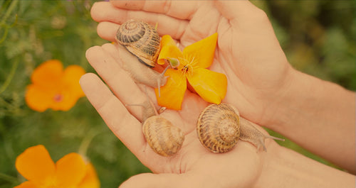 Le bien-être de nos escargots